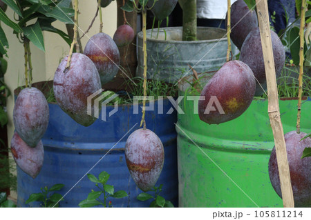mango on tree in farm for harvest 105811214