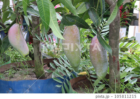 mango on tree in farm for harvest mango on tree in farm for harvest 105811215