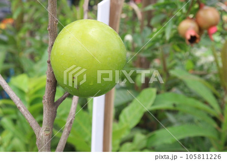 Pouteria caimito fruit on tree in farm Pouteria caimito fruit on tree in farm 105811226