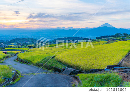 【秋素材】収穫時期を迎えた中野の棚田の日の出【山梨県】 【秋素材】収穫時期を迎えた中野の棚田の日の出【山梨県】 105811805