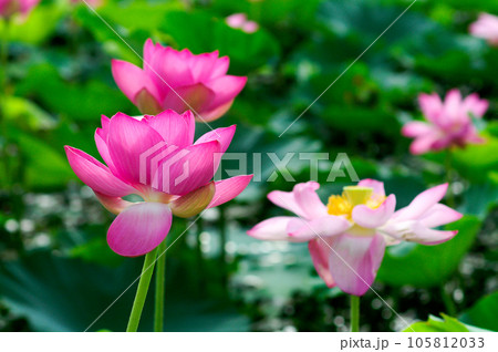 福島潟・遊潟広場の紅蓮 105812033