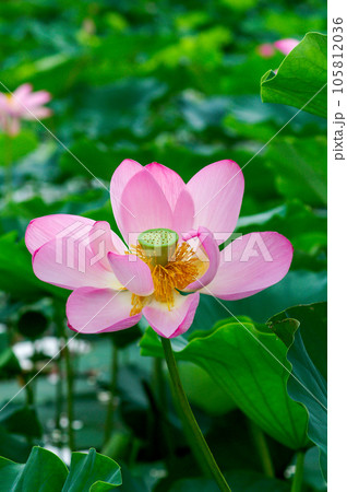 福島潟・遊潟広場の紅蓮 105812036