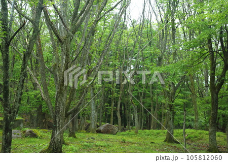 峰山高原 新緑の原生林 峰山高原 新緑の原生林 105812060