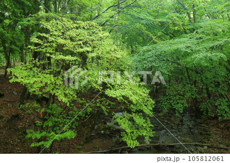 峰山高原　新緑の原生林 105812061