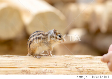 【動物素材】シマリス 飛騨山野草自然庭園【岐阜県】 【動物素材】シマリス 飛騨山野草自然庭園【岐阜県】 105812161