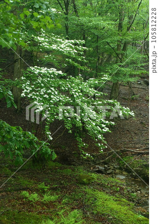 峰山高原のヤマボウシ 峰山高原のヤマボウシ 105812228