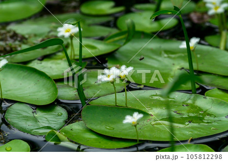 金銀蓮花(きんぎんれんか)/鏡蓋(ががぶた) 金銀蓮花(きんぎんれんか)/鏡蓋(ががぶた) 105812298