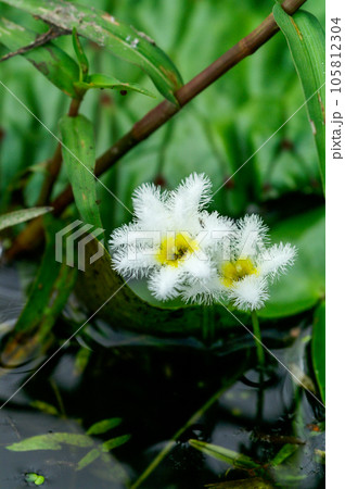 金銀蓮花(きんぎんれんか)/鏡蓋(ががぶた) 金銀蓮花(きんぎんれんか)/鏡蓋(ががぶた) 105812304