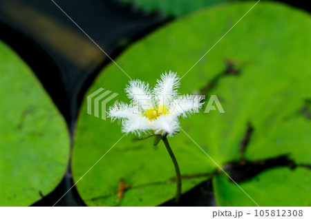 金銀蓮花(きんぎんれんか)/鏡蓋(ががぶた) 金銀蓮花(きんぎんれんか)/鏡蓋(ががぶた) 105812308