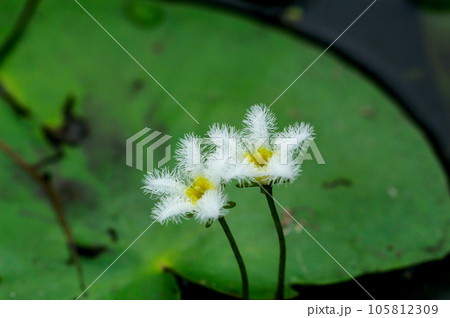 金銀蓮花(きんぎんれんか)/鏡蓋(ががぶた) 金銀蓮花(きんぎんれんか)/鏡蓋(ががぶた) 105812309