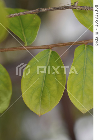 Crepe myrtle Crepe myrtle 105812368