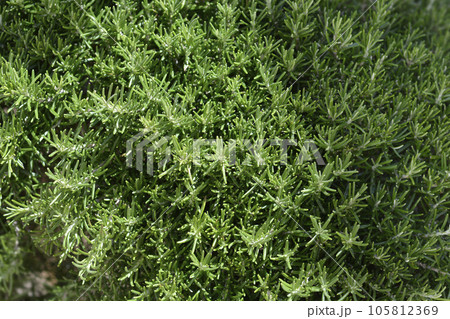 Rosemary leaves Rosemary leaves 105812369