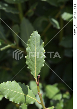 Laurel leaves 105812411