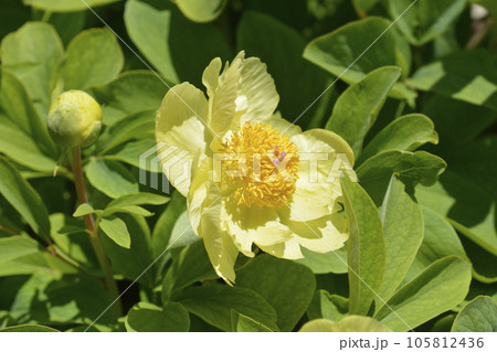Mlokosewitchs peony Mlokosewitchs peony 105812436
