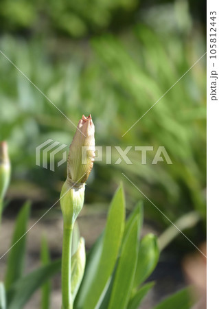 Intermediate bearded iris Lingering 105812443