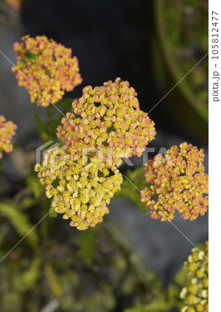 Milly Rock Yellow Terracotta Yarrow Milly Rock Yellow Terracotta Yarrow 105812477