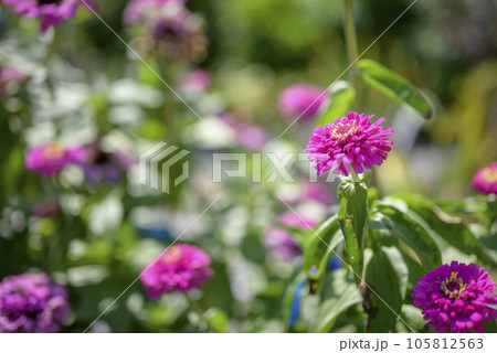 ジニア ヒャクニチソウ 百日草 イメージ ジニア ヒャクニチソウ 百日草 イメージ 105812563