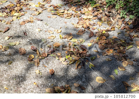 落ち葉 秋 冬 素材 落ち葉 秋 冬 素材 105812700