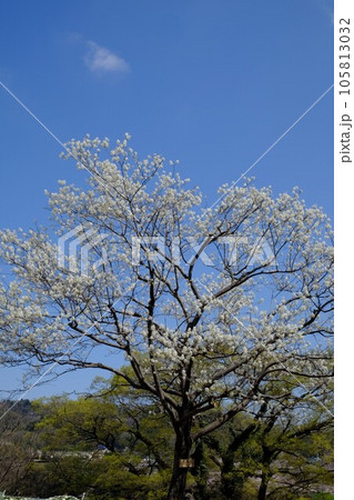 青空に咲くジューンベリー　【相模原市津久井　3月】 105813032