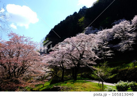 山影に咲く桜　【相模原市津久井　3月】 105813040