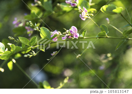 東京　神代植物公園　初秋に咲く妖艶な萩の花【花・植物】 105813147
