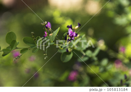 東京　神代植物公園　初秋に咲く妖艶な萩の花【花・植物】 105813184