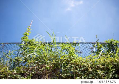 フェンス 田舎 夏 イメージ 105813873