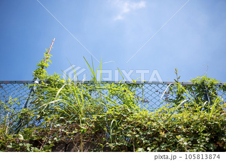 フェンス 田舎 夏 イメージ 105813874