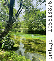 自然溢れる清流と新緑 105813876