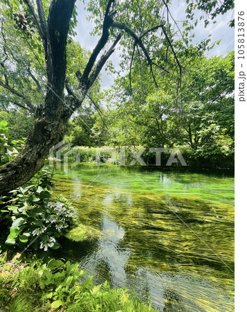 自然溢れる清流と新緑 105813876