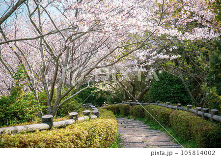 桜が咲く須磨浦山上遊園 桜が咲く須磨浦山上遊園 105814002