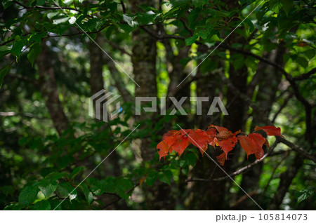 前のめりな一枝の紅葉 前のめりな一枝の紅葉 105814073
