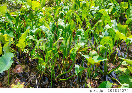 クワイ クワイ 105814074