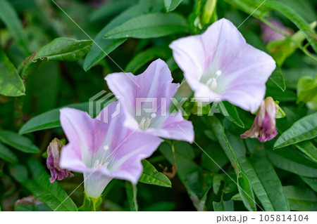 昼顔の花 105814104
