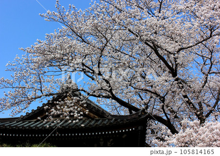 満開の桜と福蔵院の鐘楼堂(2) 満開の桜と福蔵院の鐘楼堂(2) 105814165