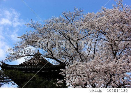 満開の桜と福蔵院の鐘楼堂（8） 105814186