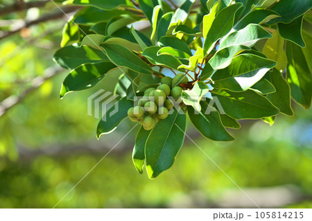 緑色のオガタマノキの実（夏、七月） 105814215