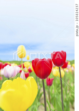 満開のチューリップと青空 105814237