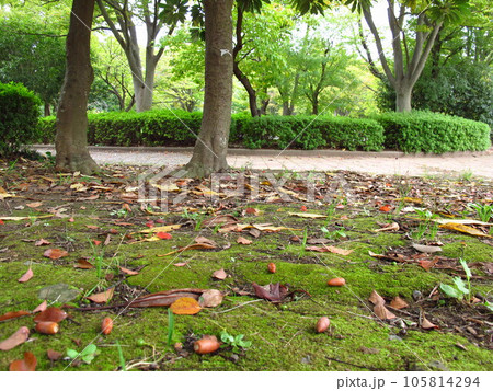 落ちたマテバシイの団栗のある秋の公園風景 落ちたマテバシイの団栗のある秋の公園風景 105814294