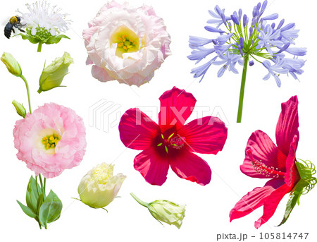 切り抜き素材セットー夏の花 切り抜き素材セットー夏の花 105814747