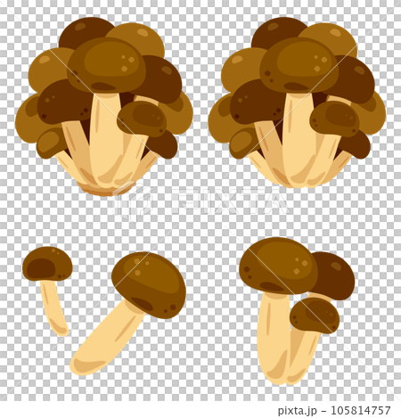 しめじ 105814757