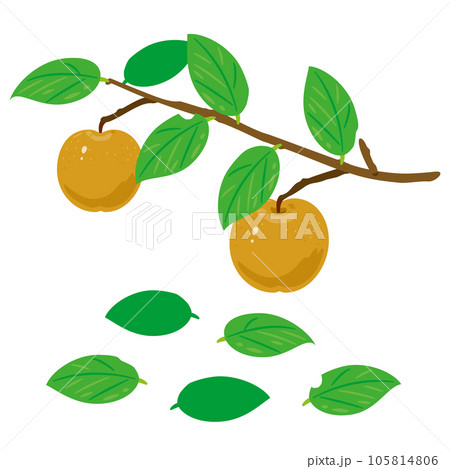 枝付きの梨 105814806