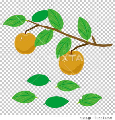 枝付きの梨 105814806