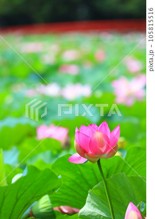 猿賀公園鏡ケ池の蓮の花 105815516