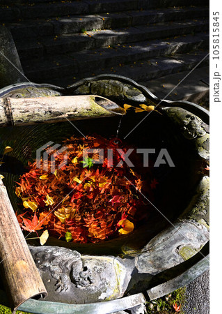 播州清水寺の紅葉 105815845