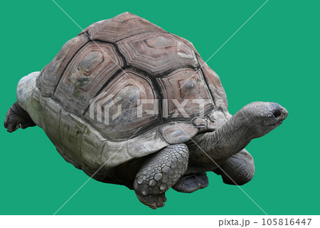 アルダブラゾウガメ(Geochelone gigantea) アルダブラゾウガメ(Geochelone gigantea) 105816447