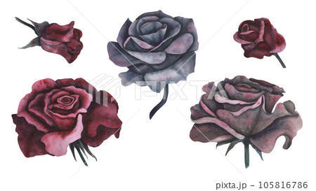 Dark gothic red rose with magical texture isolated on white background. Watercolor hand drawn botanical sketch iIllustration. Art for design mystical halloween witch decoration, scary greeting card Dark gothic red rose with magical texture isolated on white background. Watercolor hand drawn botanical sketch iIllustration. Art for design mystical halloween witch decoration, scary greeting card 105816786