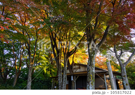 紅葉の高尾山稜・もみじ台の風景 105817022