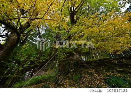 常瀧寺の大イチョウ 常瀧寺の大イチョウ 105817121