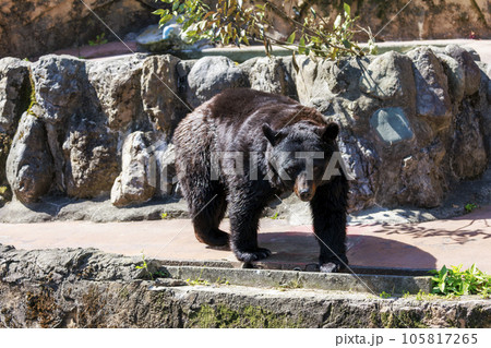 多摩動物公園, ツキノワグマ 多摩動物公園, ツキノワグマ 105817265